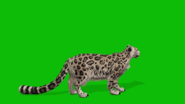Leopard Greenscreen Video — Stok Video
