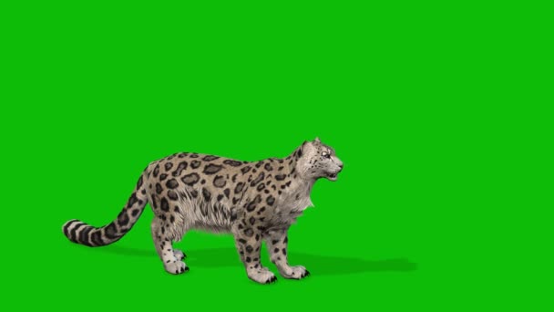 Βιντεοκάμερα Leopard — Αρχείο Βίντεο