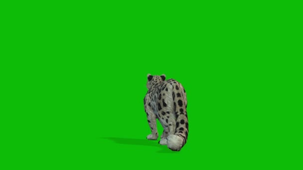 Leopardo Video Schermo Verde — Video Stock