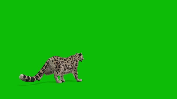 豹绿屏视频4K — 图库视频影像