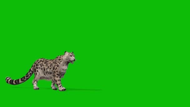 Leopard Greenscreen Video — Stok Video