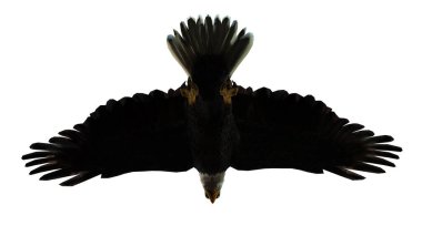 Kartal şeklinde bir kartal.