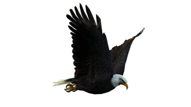 Kanatlarıyla kel kartal