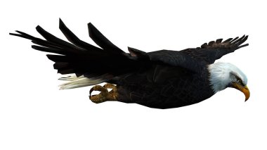 Eagle geïsoleerd op witte achtergrond