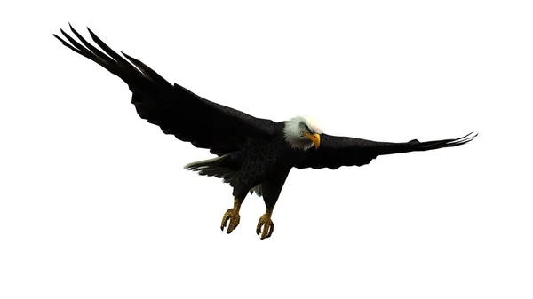 Adlervogel Isoliert Auf Weißem Hintergrund — Stockfoto