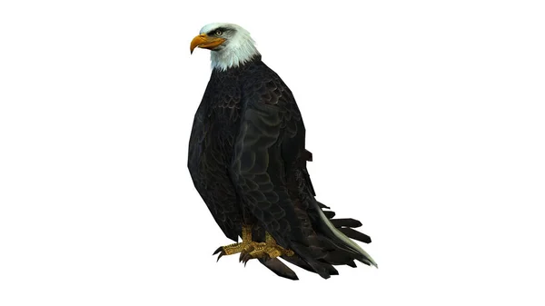 白い背景に隔離された黒い鷲の頭の3 Dレンダリング — ストック写真