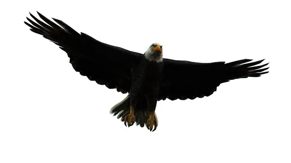 Flying Eagle Isolated White Background — Stock Photo, Image