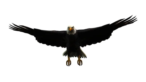 Eagle Bird Isolated White — Stock Photo, Image