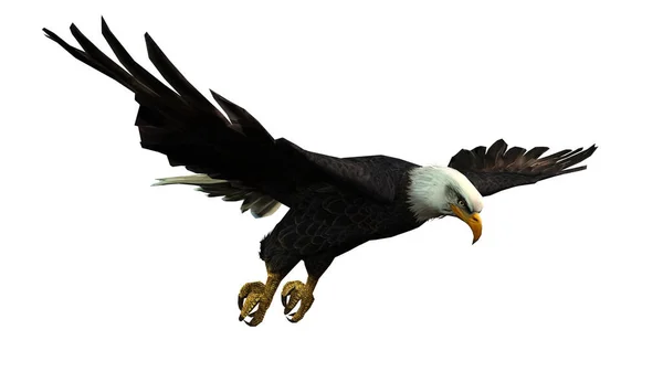 Чорний Орел Літає Ізольовано Білому — стокове фото
