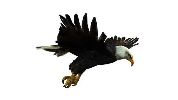 flying eagle isolated on white background