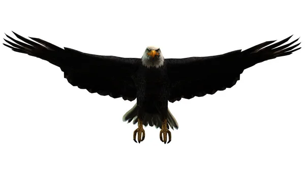白い背景に隔離された黒い鷲 閉じる — ストック写真