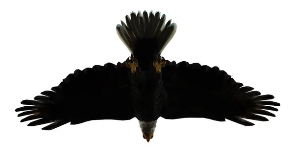 Орёл Форме Орла — стоковое фото