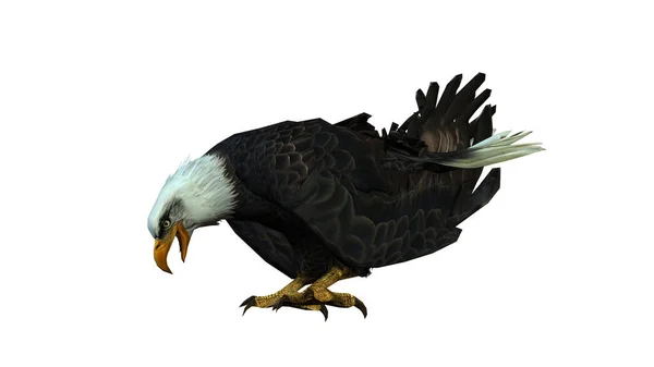 Darstellung Eines Großen Schwarzen Adlers Isoliert Auf Weißem Hintergrund — Stockfoto