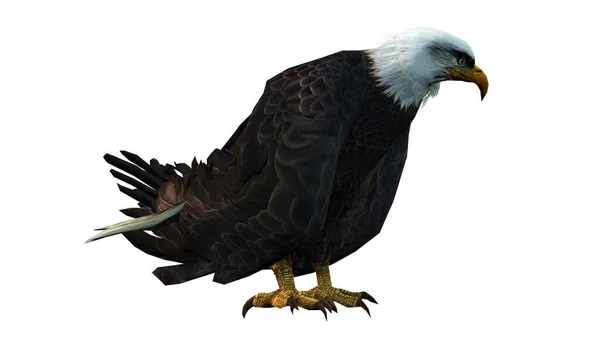 具有白色背景的鹰的3D渲染 — 图库照片