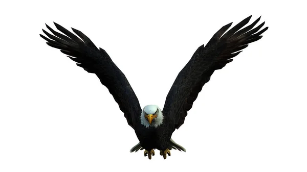 Орел Птах Ізольований Білому Тлі — стокове фото