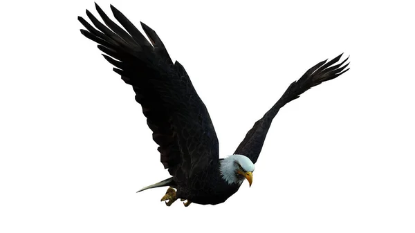 Американский Орёл Летит Воздухе — стоковое фото