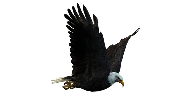 Φαλακρός Αετός Φτερά — Φωτογραφία Αρχείου