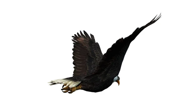 Adler Fliegt Vereinzelt Weiß — Stockfoto