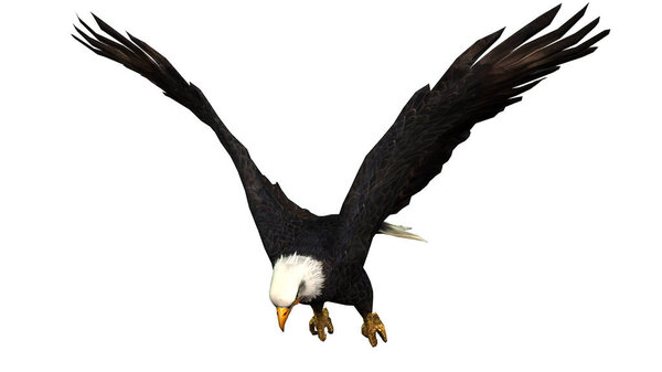 3 d rendering of a bald eagle isolated on white background
