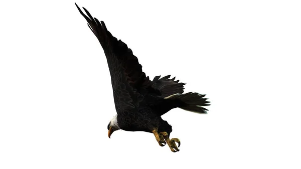 Águia Negra Voando Isolado Fundo Branco — Fotografia de Stock