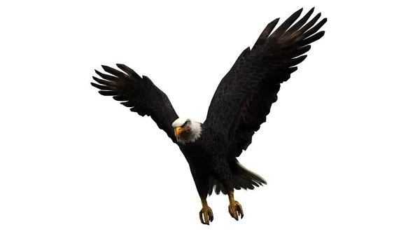 Águila Negra Volando Con Alas Blancas Aislada Sobre Fondo Blanco — Foto de Stock