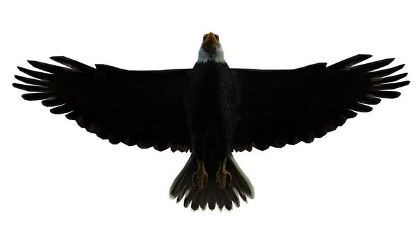 Летающий Орёл Небе — стоковое фото