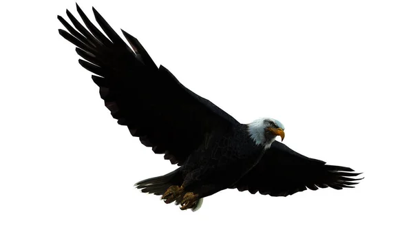 孤立した空を飛ぶ鷲 — ストック写真