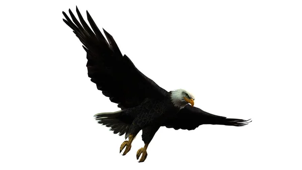 Φαλακρός Μαύρος Αετός Που Πετάει Στο Λευκό — Φωτογραφία Αρχείου