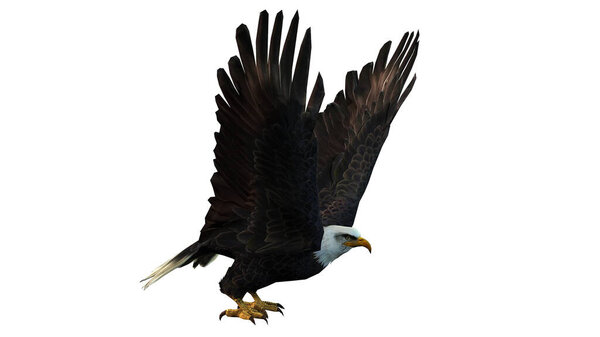 3 d rendering of a black eagle isolated on white background