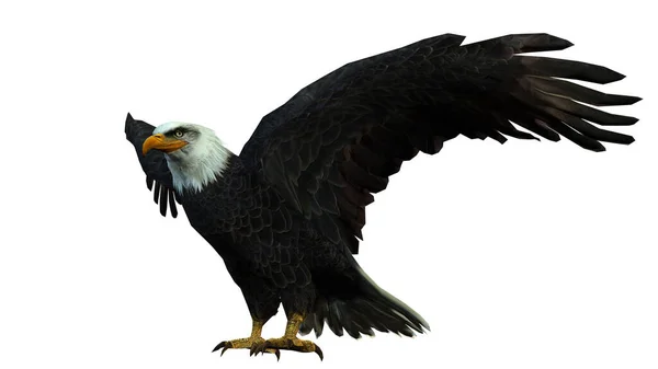 Representación Águila Calva —  Fotos de Stock
