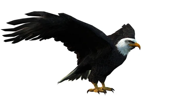 Adler Vogel Auf Weißem Hintergrund — Stockfoto