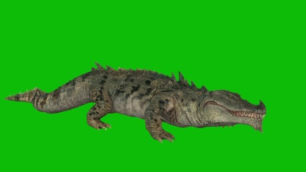 Зеленый Крокодил Зеленом Фоне — стоковое видео
