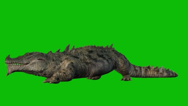 Krokodil Zöld Háttérrel Tetemeltakarítás — Stock videók