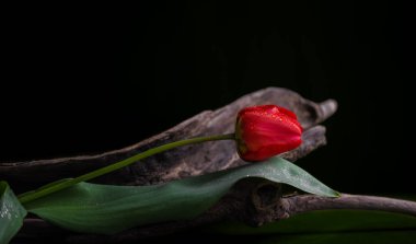 Tulipa tek kırmızı lalesi, çiğ taneleri arasında sürüklenen bir dalda.