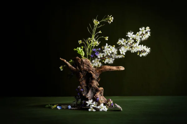 Ağacın kökünde açan beyaz sakura ikebana 'nın Prnus dalı