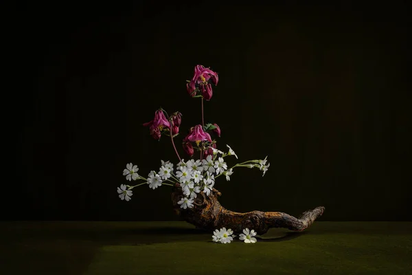 stock image Ikebana. Cerastium. Aquilegia. Delicate, mysterious floral composition in oriental style.