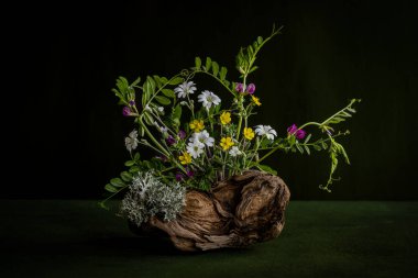Vcia crcca. Cerstium. Rannculus.      .