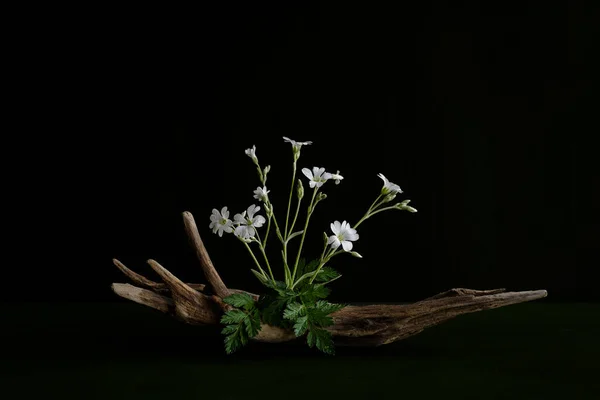 Cerstium Zarte Minimalistische Komposition Von Wald Feld Wildblumen — Stockfoto