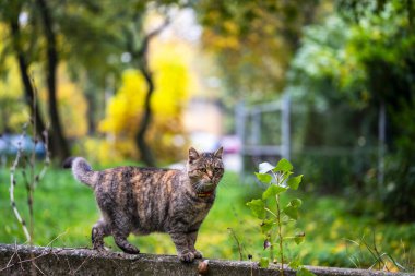 Evcil kedi bahçede yürüyor. Mutlu kedi..