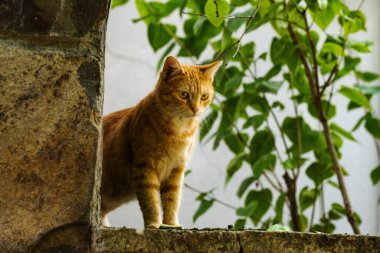 Kırmızı bir tekir kedi taş bir çite oturur, fotoğraf için poz verir ve etrafına dikkatlice bakar. Mutlu kedi..