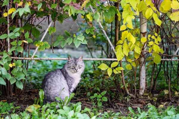 Flauschige Graue Katze Sitzt Garten — Stockfoto