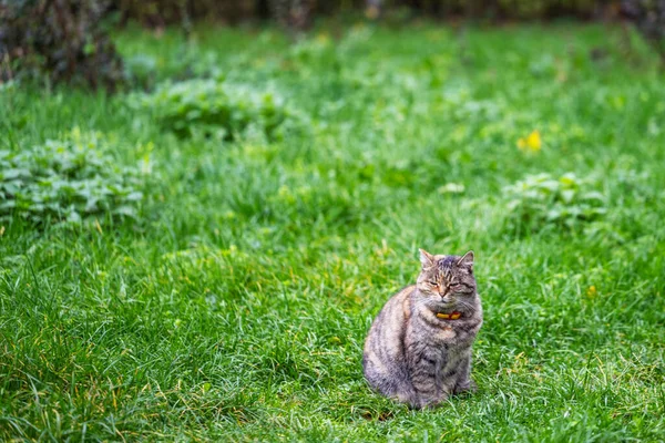Gato Senta Prado Verde Cuidadosamente Olha Volta Felis Catus — Fotografia de Stock