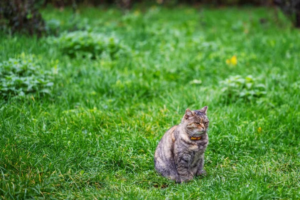 Kot Siedzi Zielonej Łące Żelazomocznik — Zdjęcie stockowe