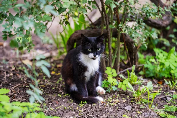 Černá Bílá Kočka Sedí Zeleninové Zahradě Pózuje Pro Fotografii Pečlivě — Stock fotografie
