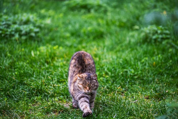 Kedi Yeşil Bir Alanda Esniyor Mutlu Kedi — Stok fotoğraf