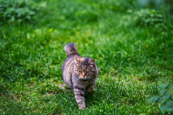 Macska Egy Zöld Mezőn Utazik Felis Catus — Stock Fotó