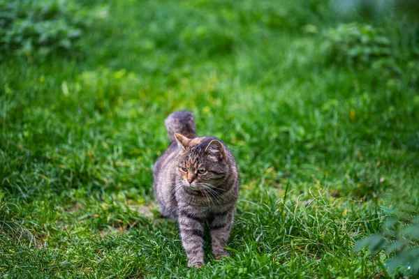 Domestic cat travels in a green field. Felis catus.