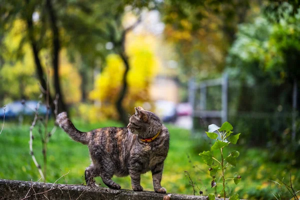 Cat Walks Outdoors Garden — Stock Photo, Image