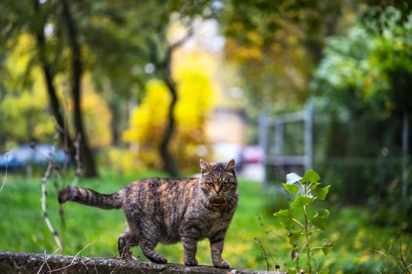 Domowy Kot Podróżuje Ogrodzie Żelazomocznik — Zdjęcie stockowe