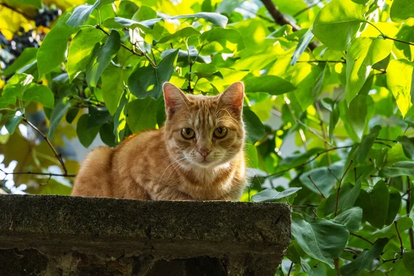 Gato Vermelho Senta Uma Cerca Pedra Cuidadosamente Olha Volta Felis — Fotografia de Stock